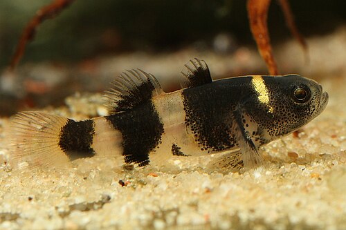 Bumblebee goby (Brachygobius doriae)