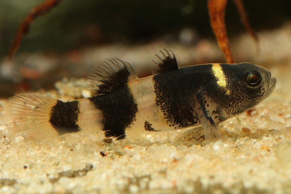 Bumblebee goby (Brachygobius doriae)