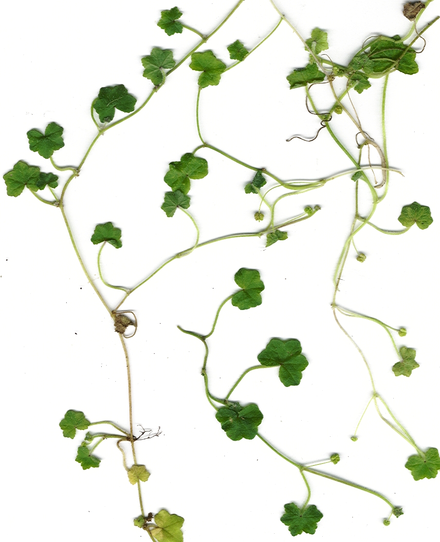 BUY 2 GET 1 FREE Pennywort (Hydrocotyle sp.)