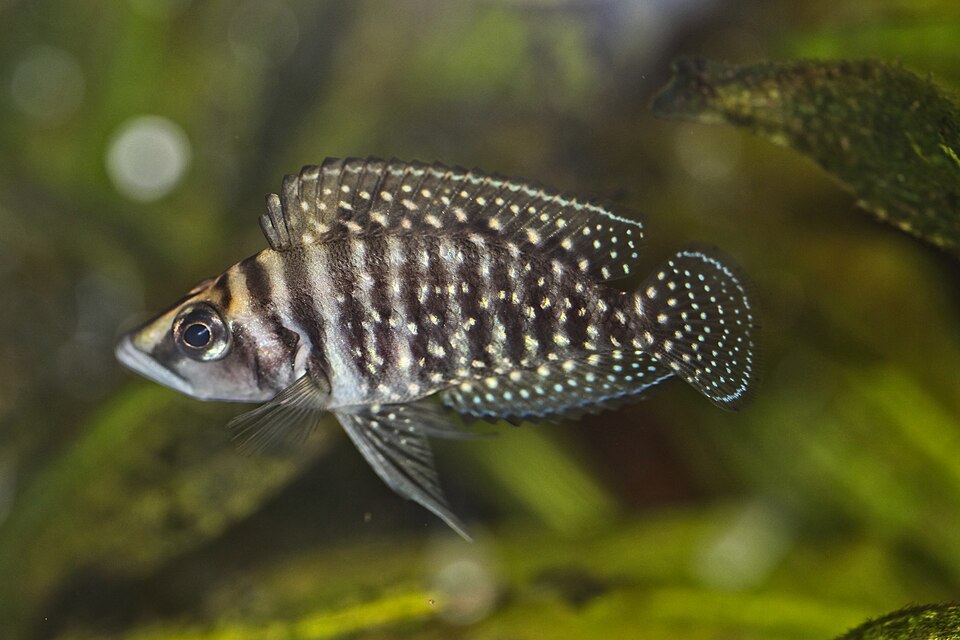 Calvus cichlid (Altolamprologus calvus)