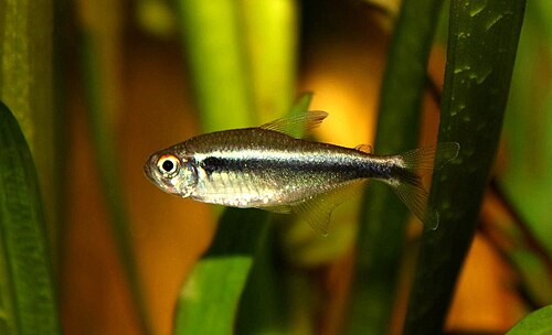 Candy Cane Tetra