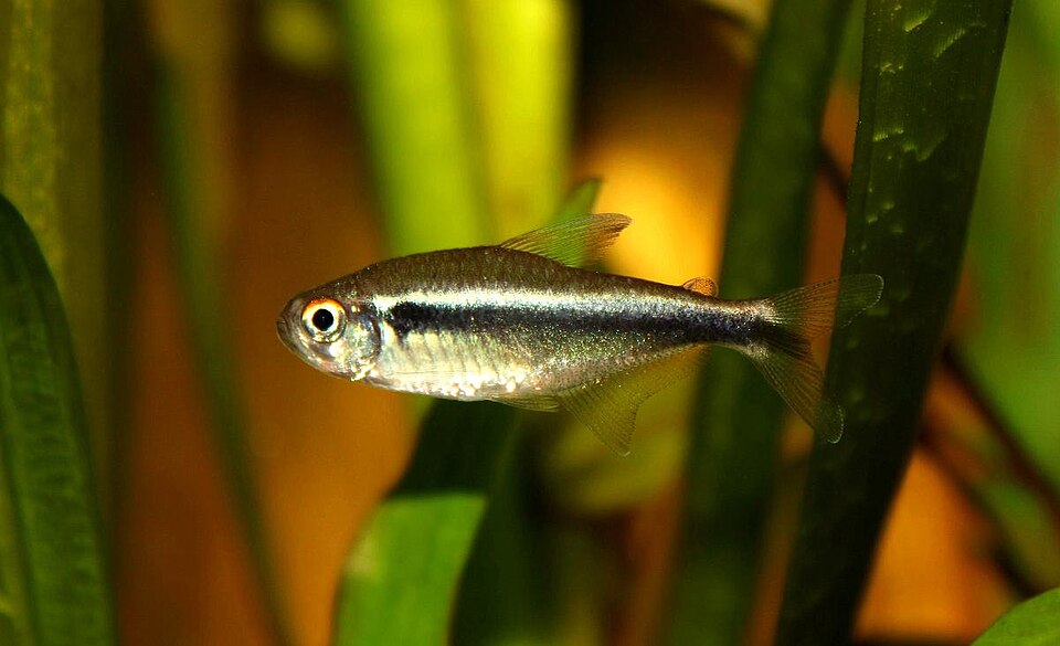 Candy Cane Tetra (Hyphessobrycon sp.)