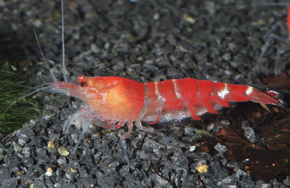 Caridina (crystal / bee) shrimp (Caridina cantonensis)