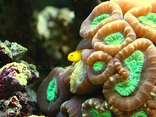 Neon Green Candy Cane Coral - Aquacultured