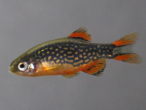 Celestial pearl danio (Danio margaritatus)