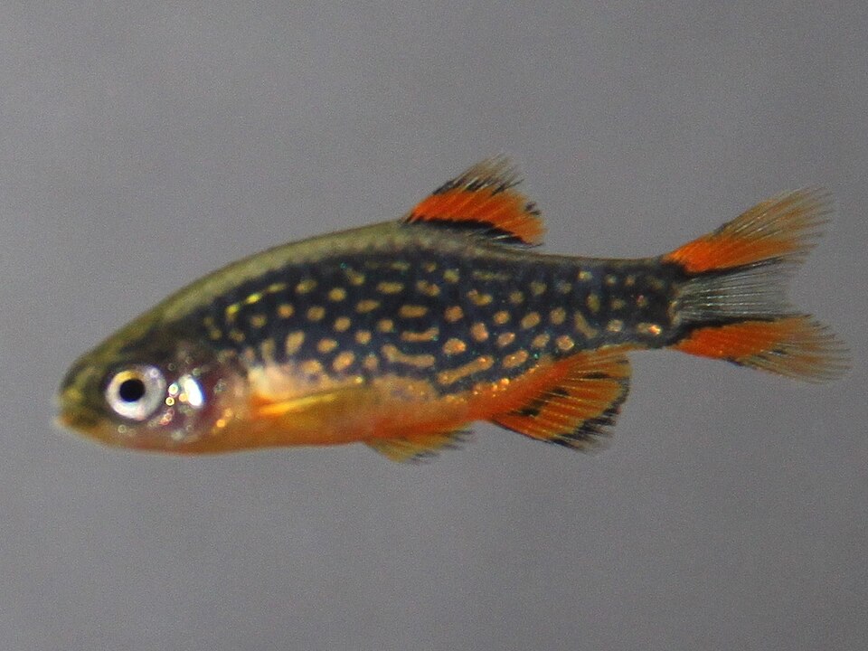 Celestial pearl danio (Danio margaritatus)