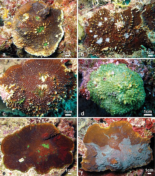 Chalice coral (Echinophyllia spp.)