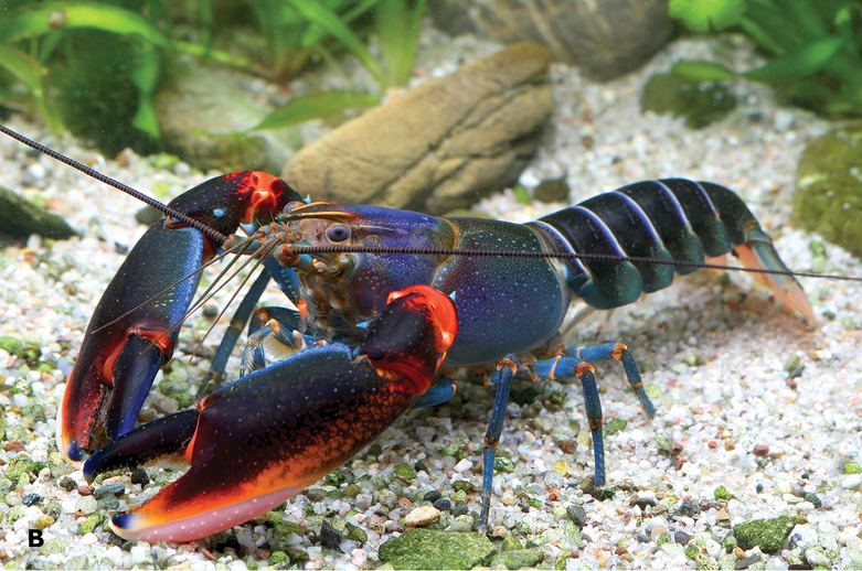 Blue Kong Zebra Crayfish (Cherax alyciae)