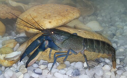 Super Red Crayfish