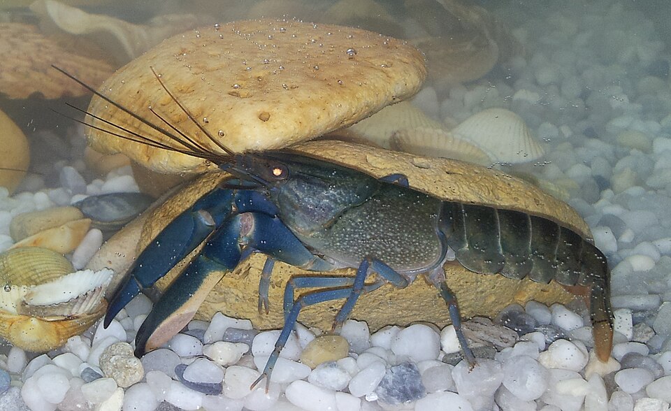 Super Red Crayfish (Cherax boesemani)