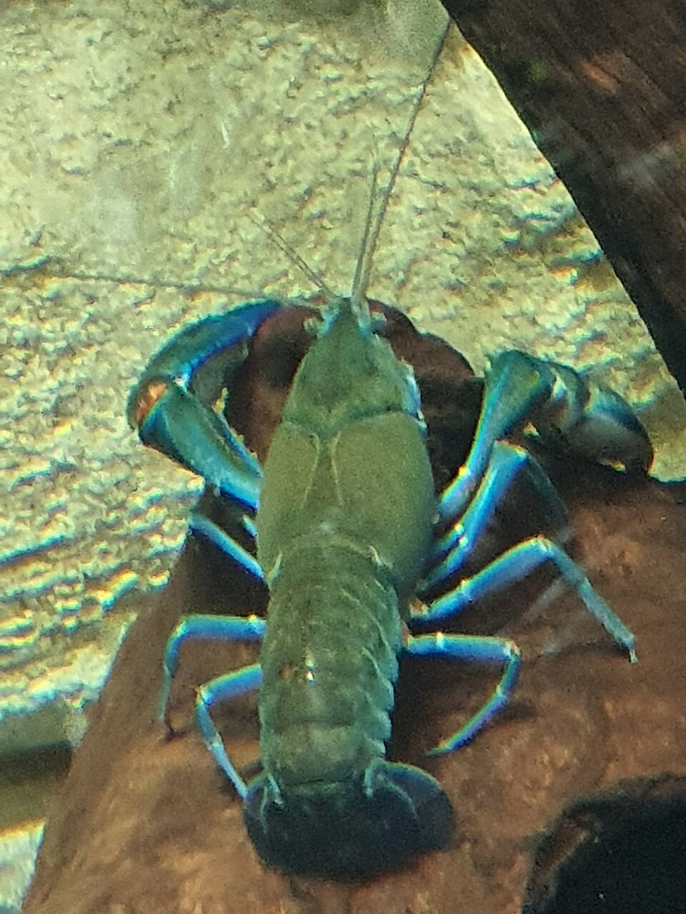 Volcano Yabby (Cherax destructor)