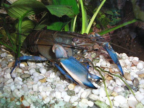Apricot Crayfish