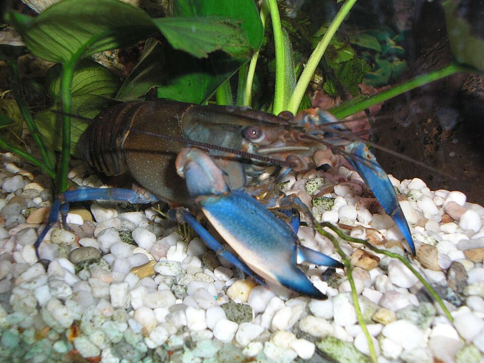 Apricot Crayfish (Cherax holthuisi)