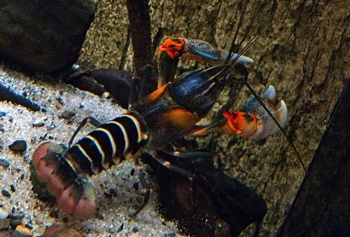 Zebra Crayfish