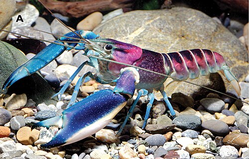 Thunderbolt Crayfish