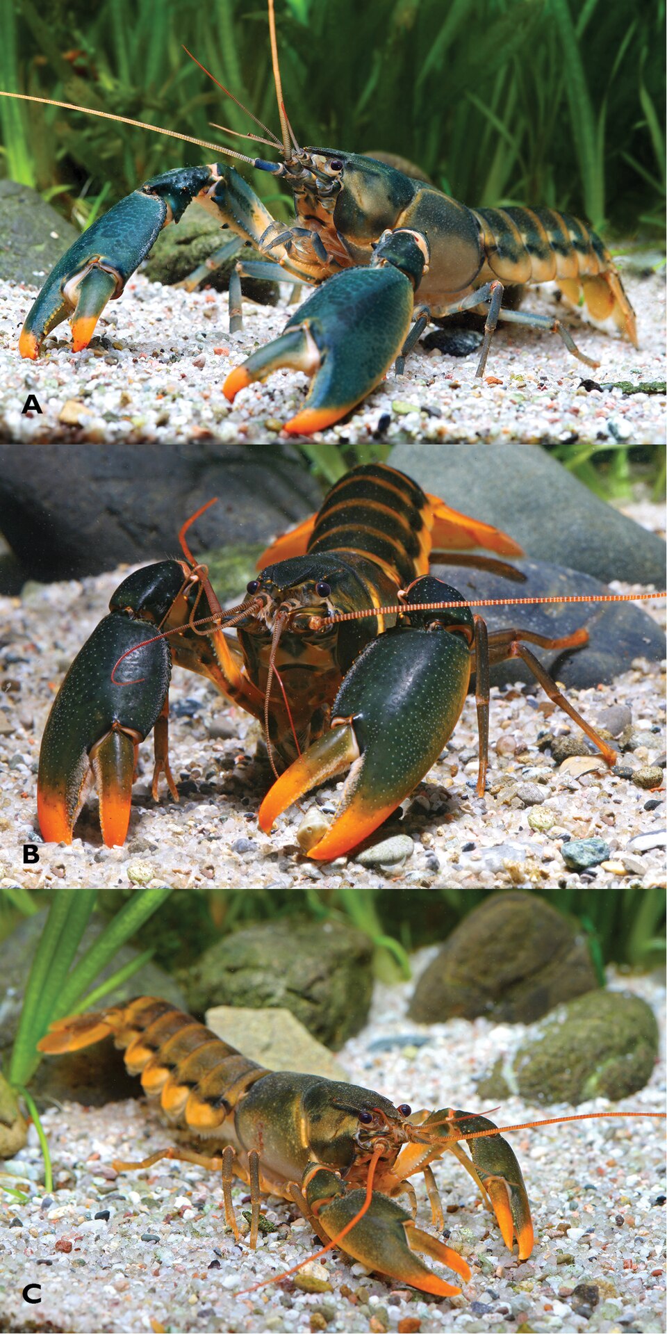 Irianto Red Crayfish (Cherax snowden)