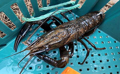 Blue Marron Crayfish