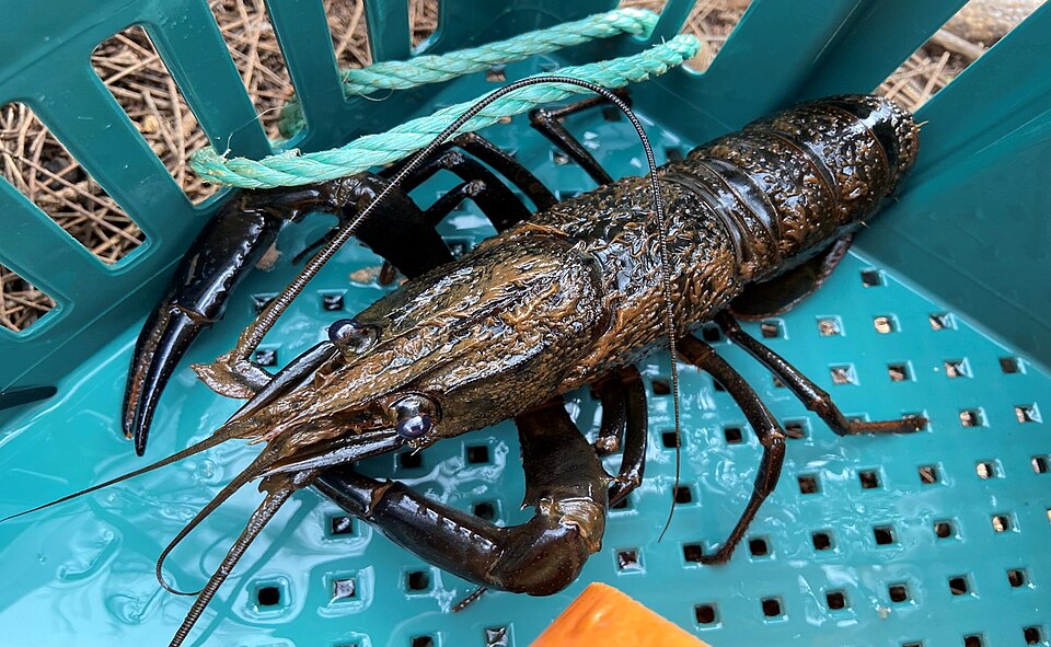 Blue Marron Crayfish (Cherax tenuimanus)