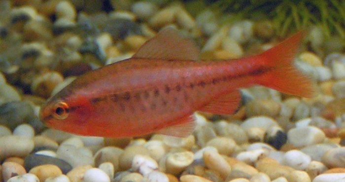 Cherry barb (Puntius titteya)