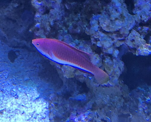 Blue Throat Fairy Wrasse - Male