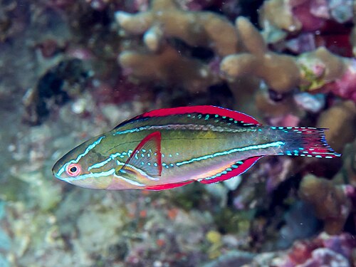 Fiji Exquisite Wrasse