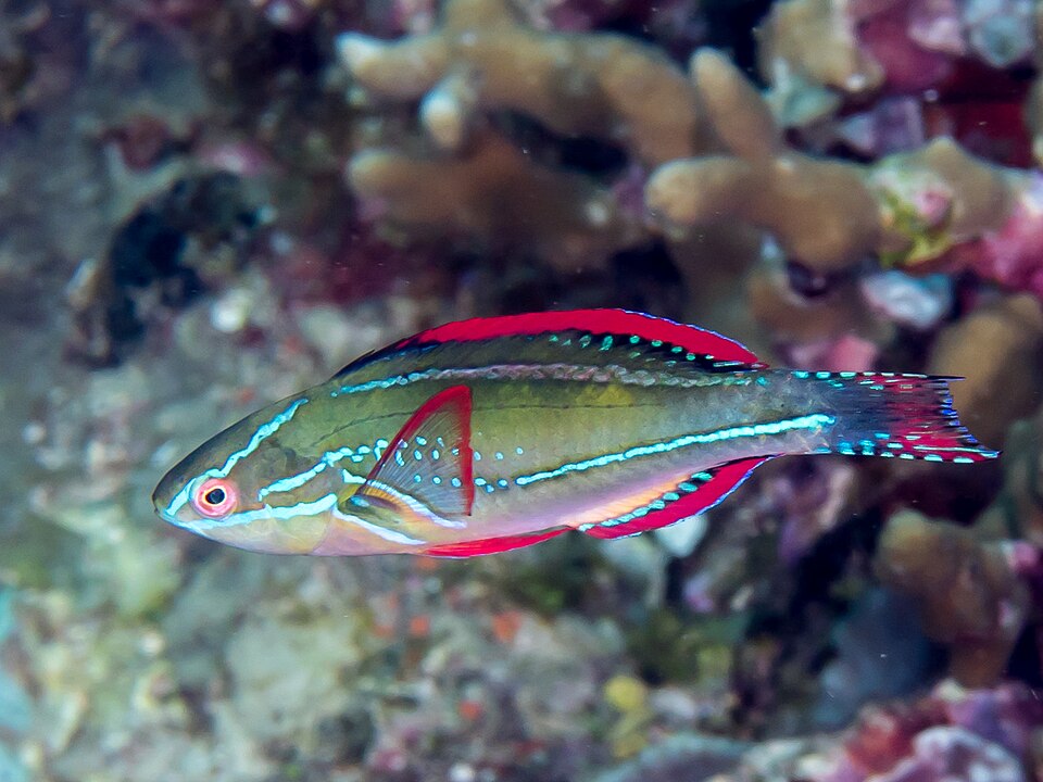Fiji Exquisite Wrasse (Cirrhilabrus exquisitus)
