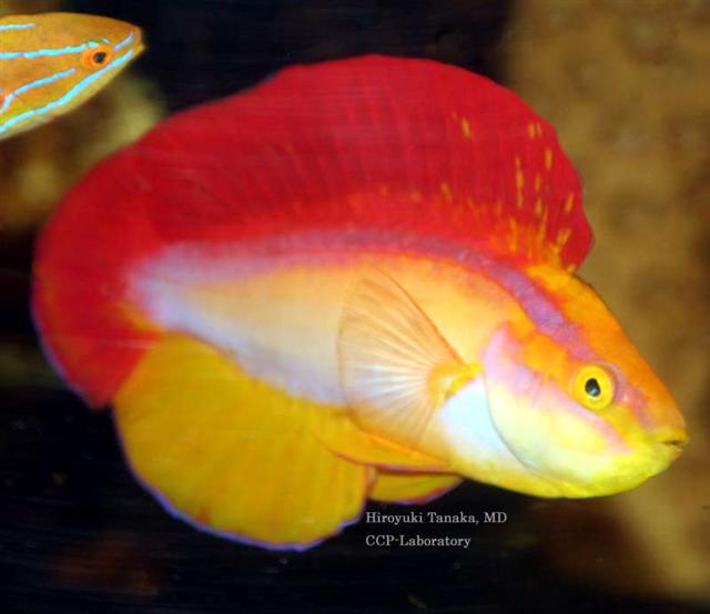 Flame Wrasse - Male
