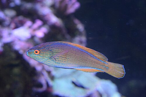 Lineatus Wrasse