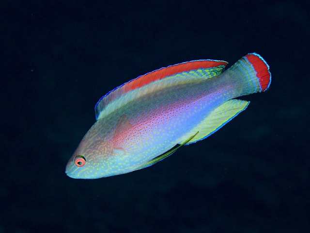 Red Margin Fairy Wrasse - Male (Cirrhilabrus rubrimarginatus)