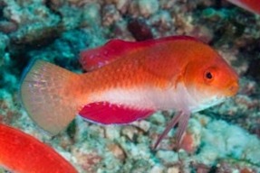 Redfin Wrasse