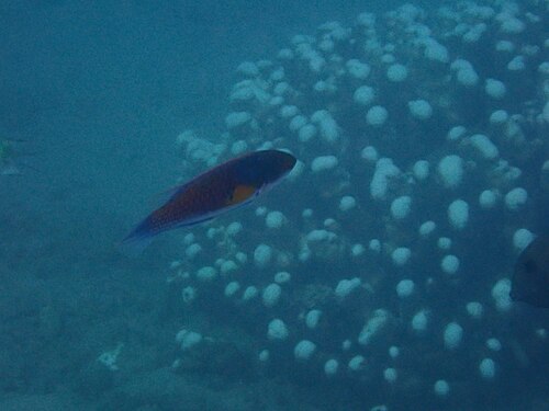 Yellow-Flanked Fairy Wrasse