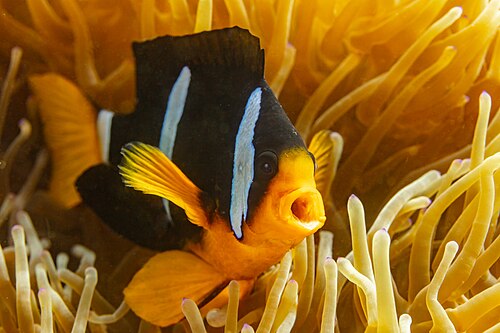 Clarkii clownfish
