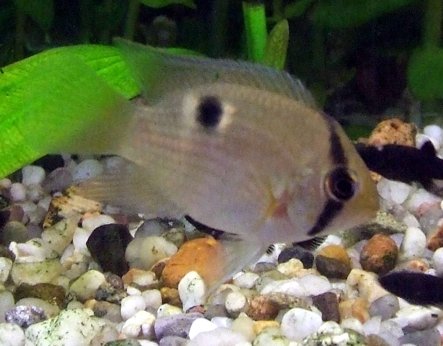 BEAUTIFUL KEYHOLE CICHLID 1/2 INCH UNSEXED