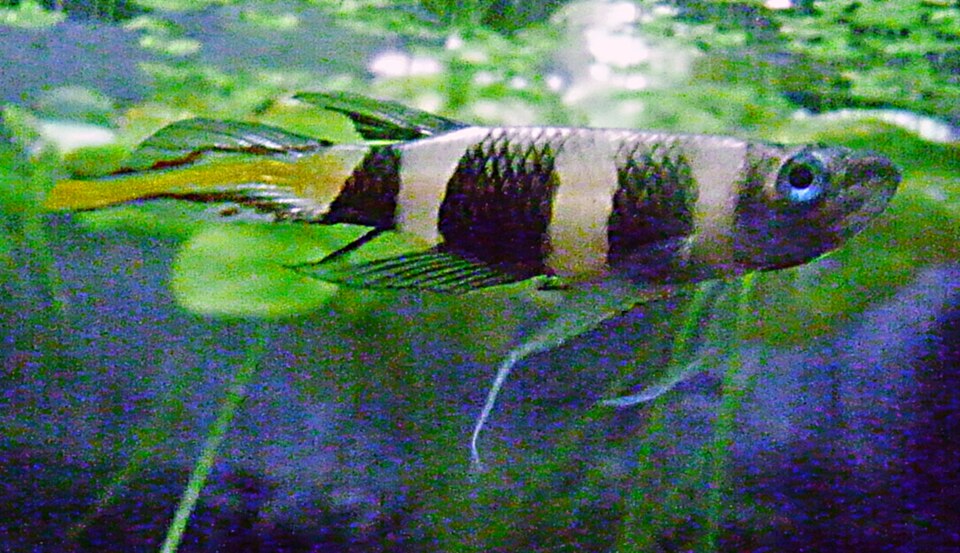 Clown killifish (Epiplatys annulatus)
