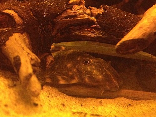 Clown pleco (L104) (Panaqolus maccus)