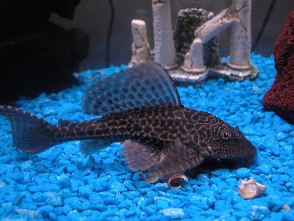 Common pleco (Pterygoplichthys pardalis)