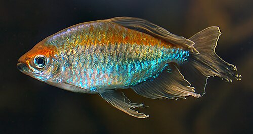 Congo tetra