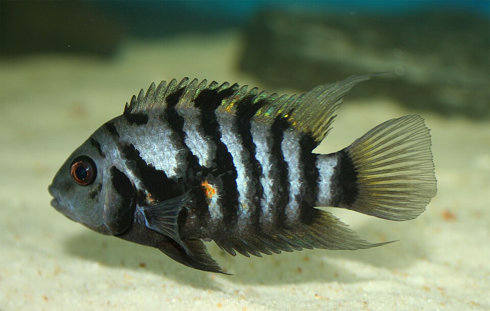 Convict cichlid (Amatitlania nigrofasciata)
