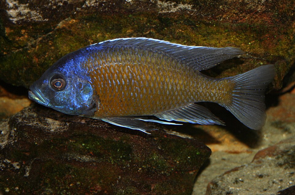 GREAT OB BORLEYI 1.5 to 2" INCHES UNSEXED (Copadichromis borleyi)
