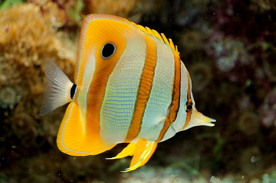 Copperband butterflyfish (Chelmon rostratus)