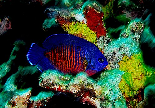 Coral beauty angelfish