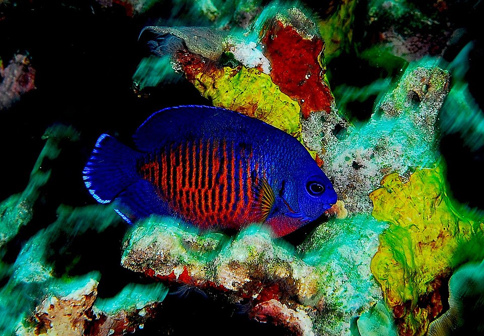 Coral beauty angelfish (Centropyge bispinosa)