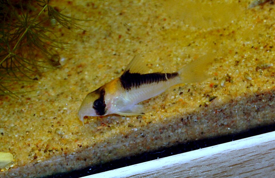 Adolfoi Cory (Corydoras adolfoi)