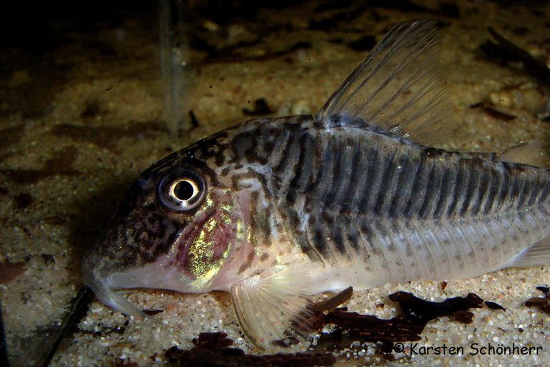 Geoffroy Cory ' (Corydoras geoffroy)