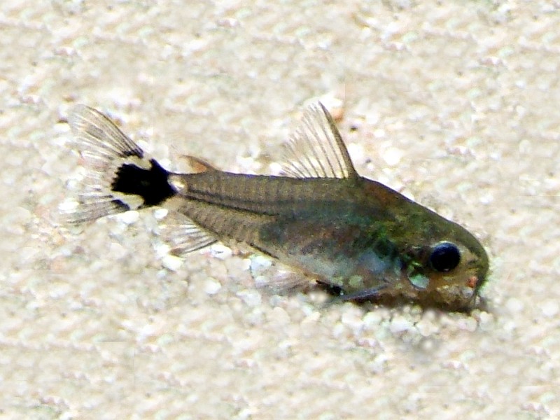 Tail Spot Pygmy Corydora