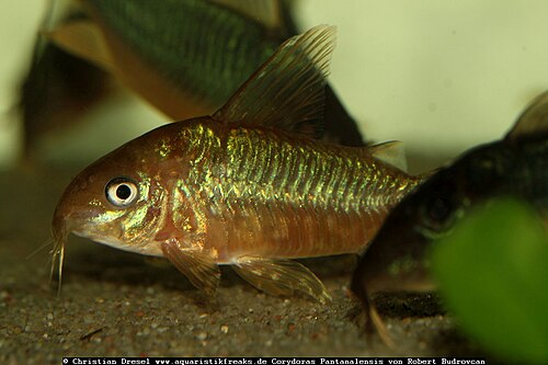 CW005 Pantanel Cory Catfish