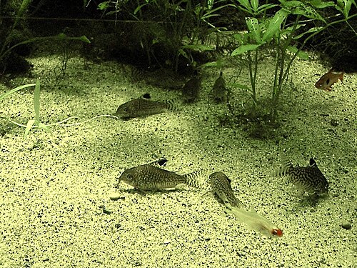 🐚 Small Reticulated Corydoras