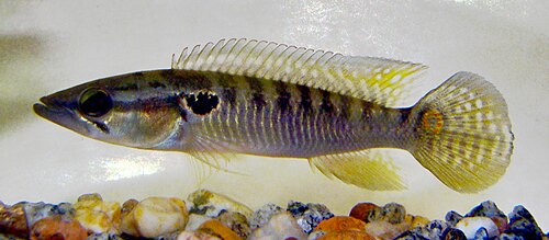 OUTSTANDING CRAWLER PIKE CICHLID 3TO 3.5 INCHES UNSEXED
