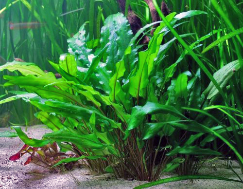 Cryptocoryne (Cryptocoryne spp.)