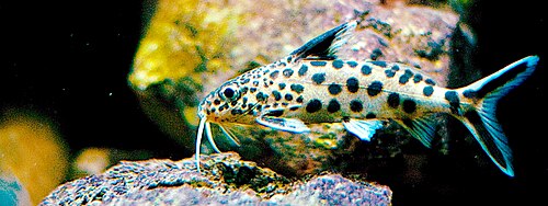 Cuckoo catfish